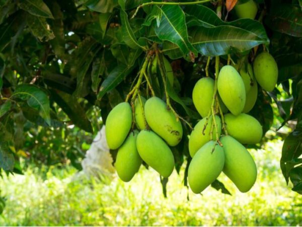 Organic Fresh Mango - Image 6