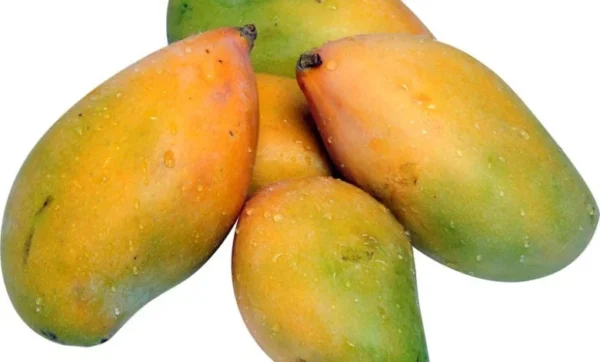 Organic Fresh Mango - Image 3