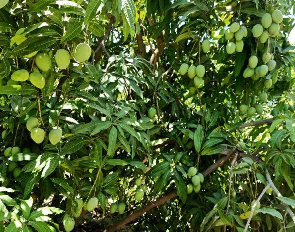 Organic Fresh Mango - Image 2