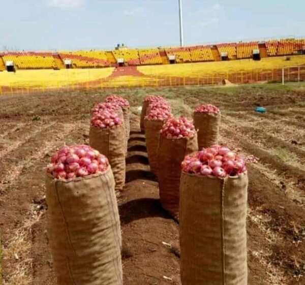 ⁦البصل العضوي الطازج⁩ - الصورة ⁦2⁩
